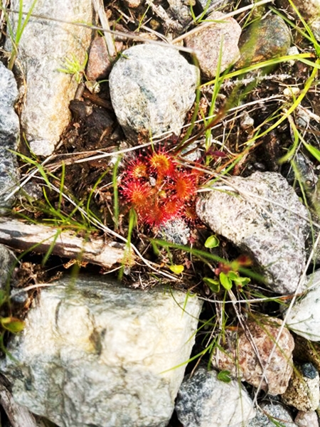 Drosera à feuille ronde