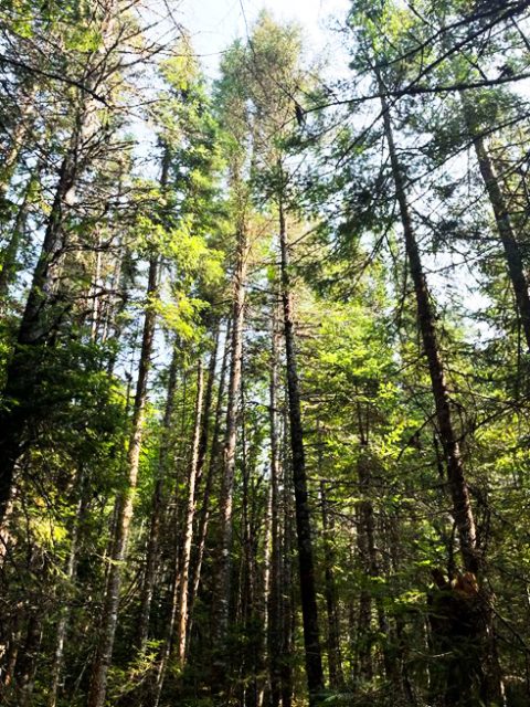 Forêt mature de Nemekush-shakahikan (lac Alek)