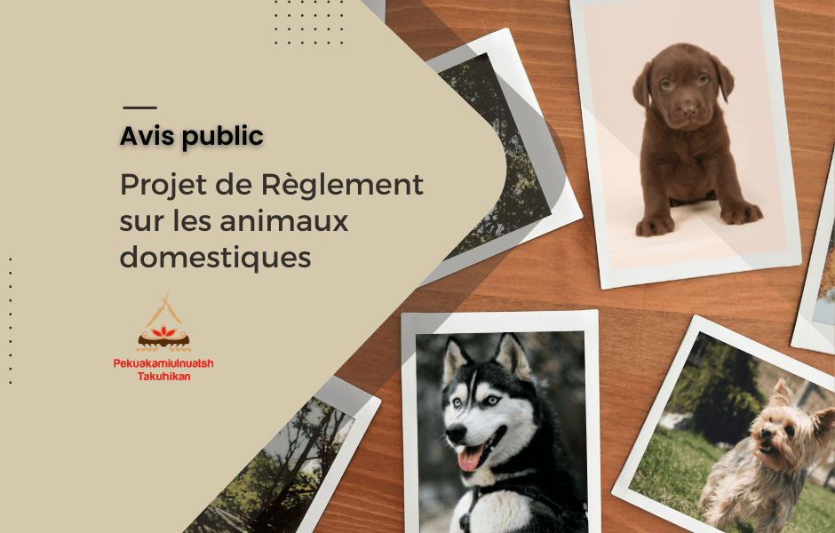 Avis de consultation – Projet de Règlement sur les animaux domestiques
