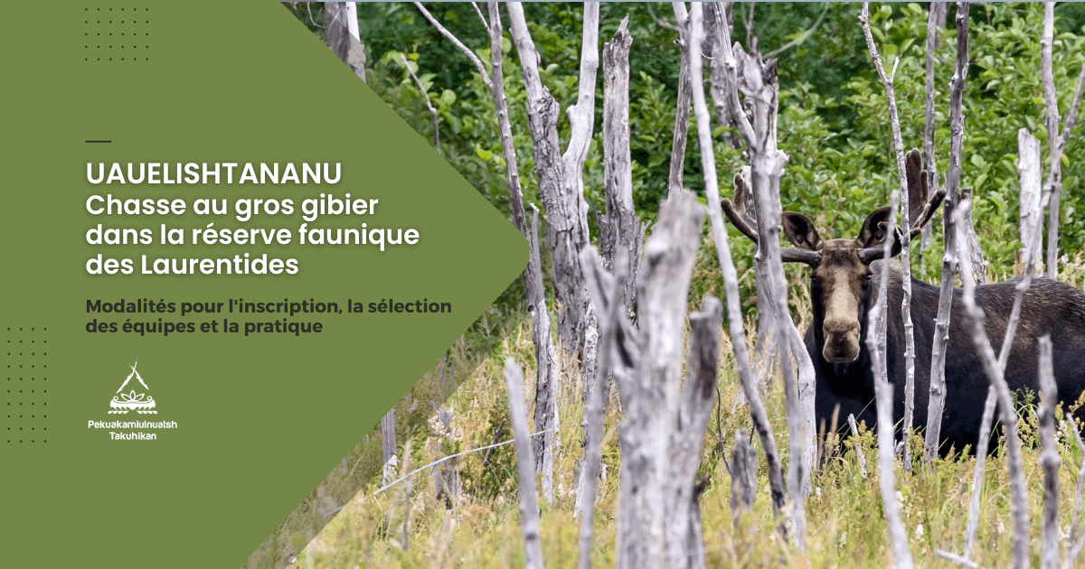 Uauelishtananu : Chasse au gros gibier dans la réserve faunique des Laurentides