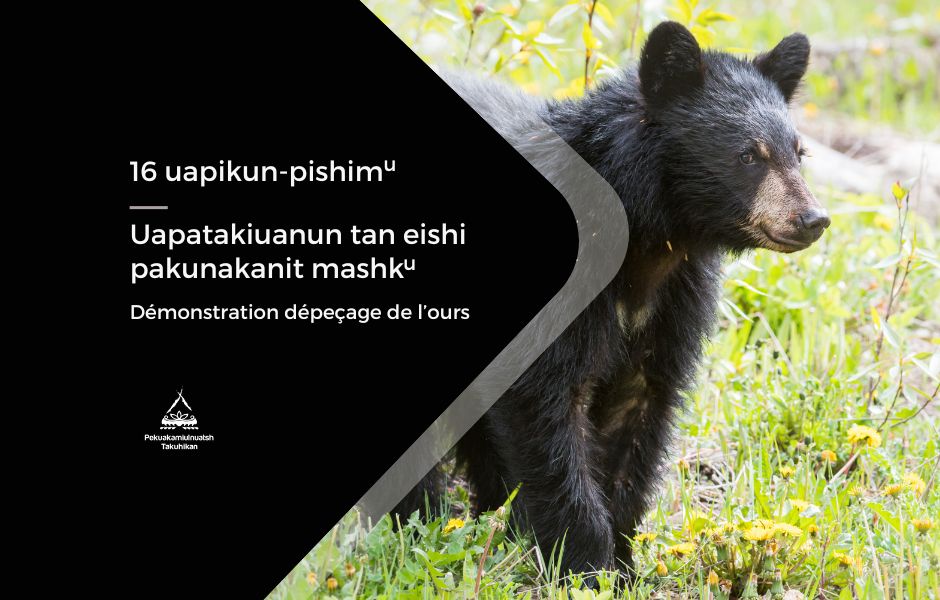 Démonstration dépeçage de l’ours | Uapatakiuanun tan eishi pakunakanit mashku